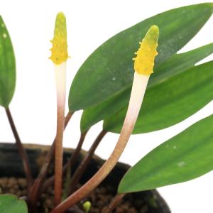 (ビオトープ)水生植物 オロンティウム アクア...の詳細画像4