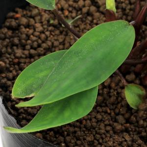 (ビオトープ)水生植物 オロンティウム アクア...の詳細画像5