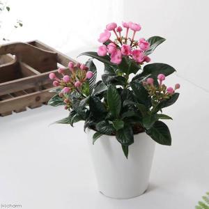 ルビー 花 ガーデニング の商品一覧 通販 Paypayモール