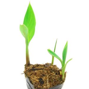 (ビオトープ)水生植物 カンナ フローレンスボ...の詳細画像1