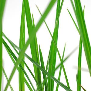 （ビオトープ）水生植物　シペルス　ロングス（１ポット）　湿生植物（休眠状態）