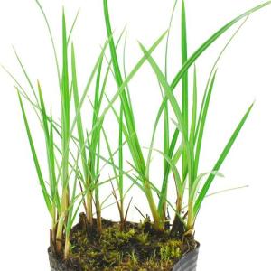 (ビオトープ)水生植物 シペルス ロングス(1...の詳細画像1