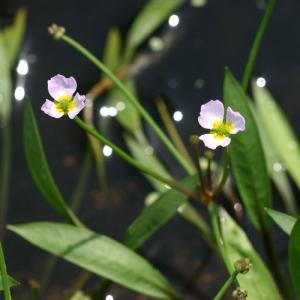 (ビオトープ)水生植物 バルデリア ラヌンクロ...の詳細画像1