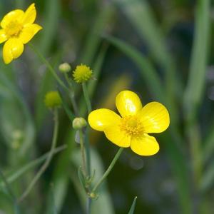 （ビオトープ）水生植物　ラヌンクルス　リングア（アフリカソウ）３〜４号（１ポット）抽水植物（休眠状態）