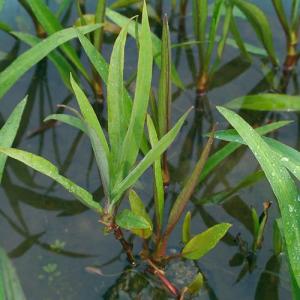 (ビオトープ)水生植物 ラヌンクルス リングア...の詳細画像1
