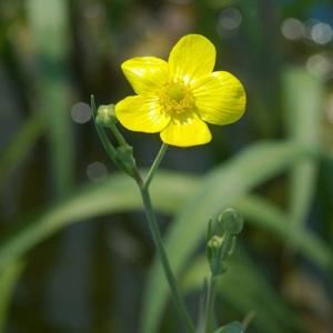 (ビオトープ)水生植物 ラヌンクルス リングア...の詳細画像3