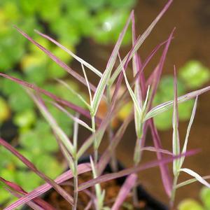 （ビオトープ）水辺植物　十和田アシ（１ポット）　湿性植物（休眠株）