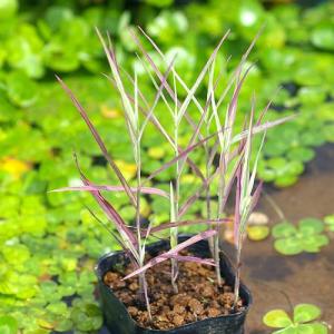 (ビオトープ)水生植物 十和田アシ(1ポット)...の詳細画像1