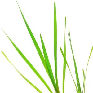 （ビオトープ）水生植物　ミクリ（１ポット）　抽水植物　日本産水草