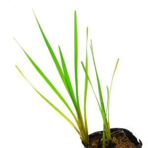 (ビオトープ)水生植物 ミクリ(1ポット) 抽...の詳細画像1