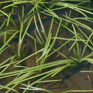 (ビオトープ)水生植物 ミクリ(1ポット) 抽...の詳細画像2