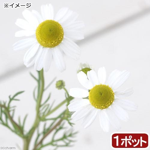 （観葉植物）ハーブ苗　カモミール　ローマン　３号（１ポット）　家庭菜園