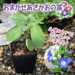 （観葉植物）アサガオ　おまかせアサガオの苗　３号（１ポット）　緑のカーテン