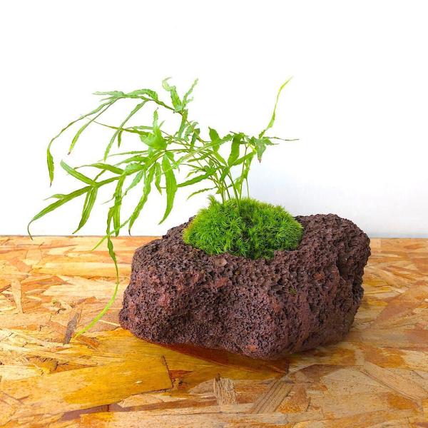 （山野草）苔盆栽　イノモトソウ　溶岩石鉢植え（１鉢）