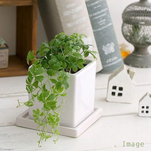 （観葉植物）パーセノシッサス　シュガーバイン　陶器鉢植え　マットホワイト（１鉢）　ＰＶＰ　受皿付　セ...