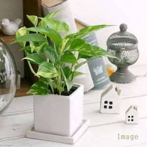 観葉植物）ドラセナ コンシンネ レインボー 2号ロング（1鉢