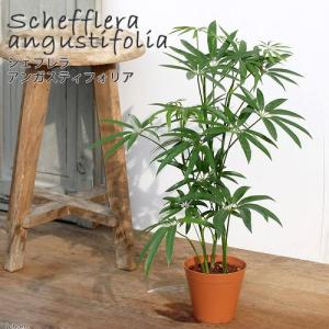 シェフレラ アンガスティフォリアの商品一覧 通販 Yahoo ショッピング