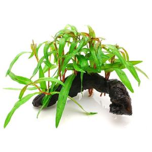 （水草）ポリゴナムｓｐ．ピンク　流木付　Ｓサイズ（水上葉）（無農薬）（１本）（約１５ｃｍ）