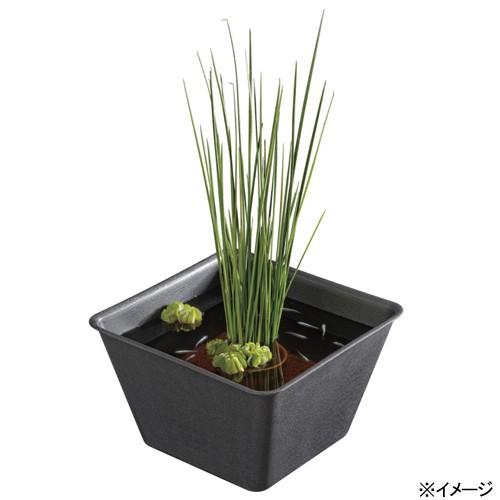 スドー　メダカの角小鉢　わすみ（和墨）　ビオトープ　メダカ