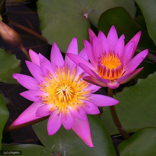 （ビオトープ）睡蓮　熱帯性睡蓮（スイレン）（濃桃）　ルビー（１ポット）（ムカゴ種）（休眠状態）