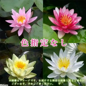 (ビオトープ)水生植物 ビオトープビギナーセッ...の詳細画像1