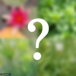 （ビオトープ）水生植物　ビオトープビギナーセット　姫スイレン＋水生植物３種類（休眠状態）