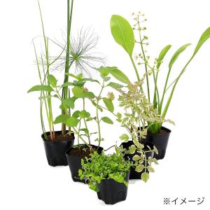 (ビオトープ)水生植物 ビオトープビギナーセッ...の詳細画像2