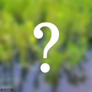 （ビオトープ）水生植物　おまかせ小型種（３ポットセット）（休眠状態）