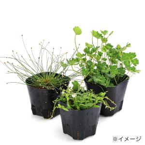(ビオトープ)水生植物 おまかせ小型種(無農薬...の詳細画像1