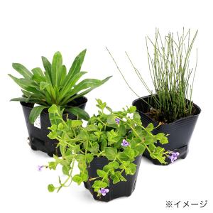 (ビオトープ)水生植物 おまかせ小型種(無農薬...の詳細画像2
