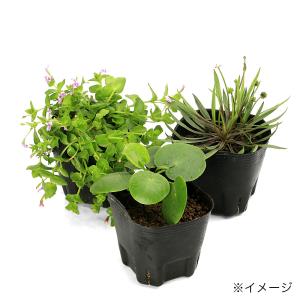 (ビオトープ)水生植物 おまかせ小型種(無農薬...の詳細画像3