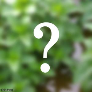 （ビオトープ）水生植物　おまかせ日本産（３ポットセット）（休眠状態）