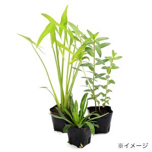 (ビオトープ)水生植物 おまかせ日本産(無農薬...の詳細画像1