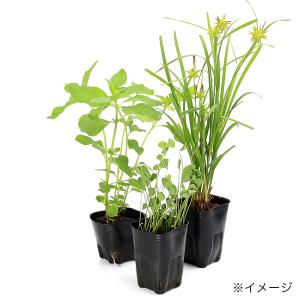 (ビオトープ)水生植物 おまかせ日本産(無農薬...の詳細画像2