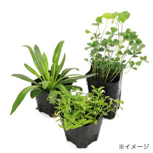 (ビオトープ)水生植物 おまかせ日本産(無農薬...の詳細画像3