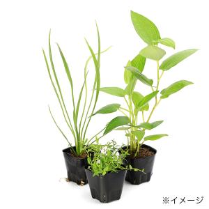 (ビオトープ)水生植物 おまかせ日本産(無農薬...の詳細画像4
