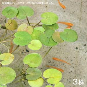小さい 浮き草 水草 チャーム Charm Paypayモール店 通販 Paypayモール