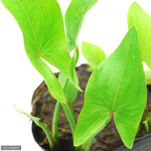 （ビオトープ）水生植物　サジタリア　ラティフォリア（１ポット）　抽水植物（休眠状態）