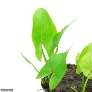 (ビオトープ)水生植物 サジタリア ラティフォ...の詳細画像1