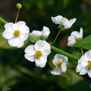 (ビオトープ)水生植物 サジタリア ラティフォ...の詳細画像2