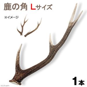Leaf Corp 国産 ヘラジカの角 オブジェ 1本 インテリア : チャーム