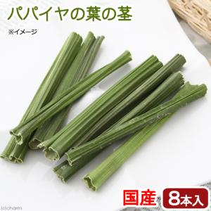 国産　パパイヤの葉の茎　８本入り　かじり木　小動物用のおもちゃ　無添加　無着色　うさぎ　モルモット　毛球ケア