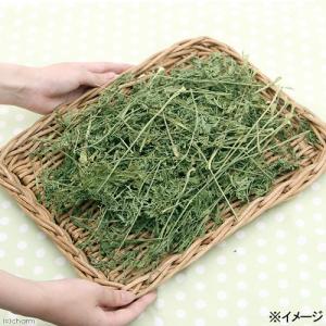 国産 にんじんの葉 50g 小動物用のおやつの詳細画像3