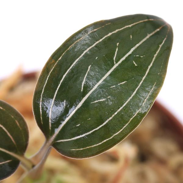 （テラリウム）ルディシア　ディスカラー（１ポット）　北海道・九州航空便要保温