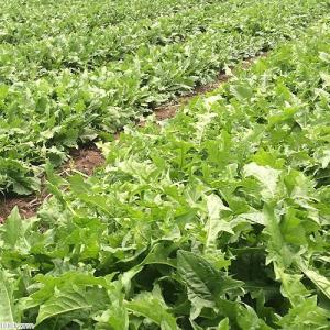 長野県産 高原たんぽぽ 20g 小動物のおやつ...の詳細画像3