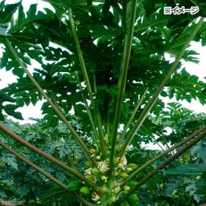 国産 パパイヤの葉の茎 20本入り かじり木 ...の詳細画像2