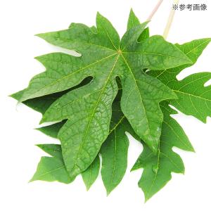 国産 パパイヤの若葉 15g 小動物用のおやつ...の詳細画像2