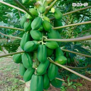 国産 パパイヤ 細切り 30g 小動物用のおや...の詳細画像2