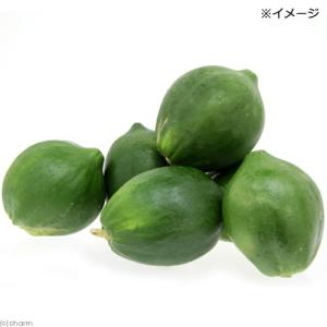 国産 パパイヤ 細切り 100g 小動物用のお...の詳細画像4