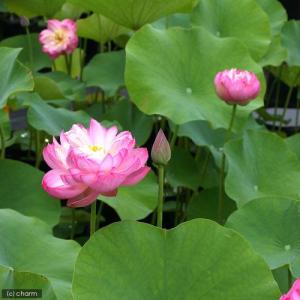 (ビオトープ)蓮 ハス(桃) 杏花春雨(キョウ...の詳細画像2
